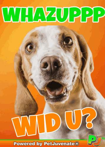 Dog Poster Saying Whazupp Wd U