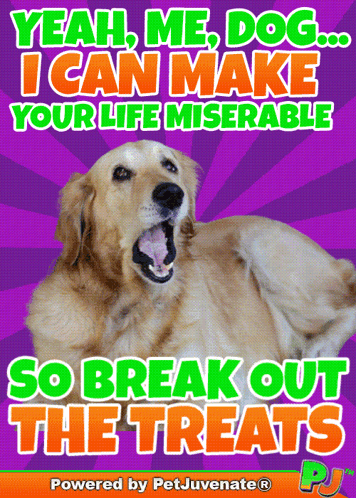 Dog Poster Saying Yeah Me Dog