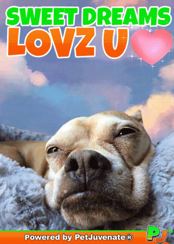 Dog Poster with Sweet Dreams Lovzu