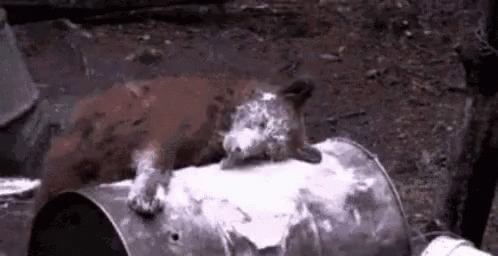 Dog Powder Time GIF