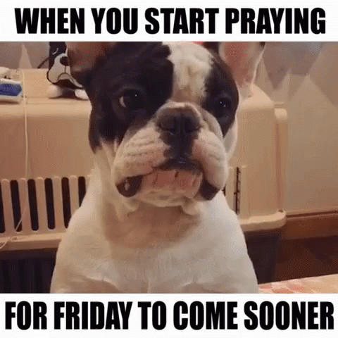 Dog Praying When You Start Praying For Friday To Come Sooner GIF