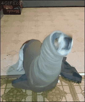 Dog Pretending To Be A Spinning Seal GIF