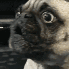 Dog Pug Funny Pout GIF