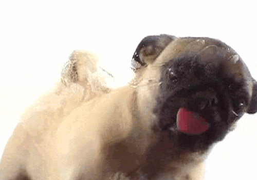 Dog Pug Mirror Lick GIF
