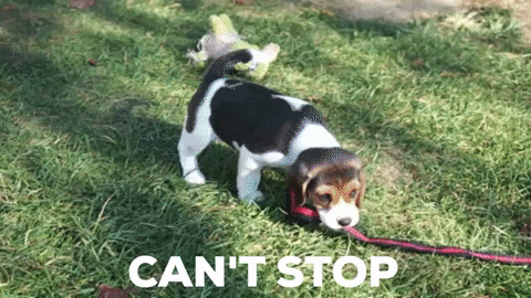 Dog Pulling The Leash Cant Stop Wont Stop GIF