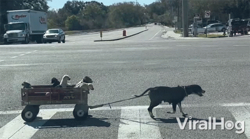 Dog Pulling Wagon of Dogs Viral Hog