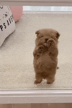 Dog Puppy Gif GIF