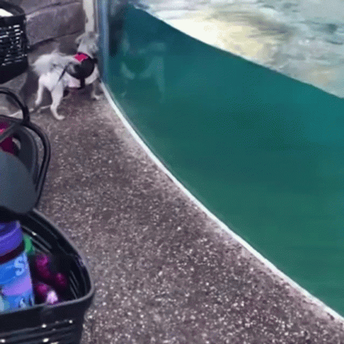 Dog Racing With Dolphin GIF