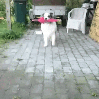 Dog Rain Dance With Umbrella GIF