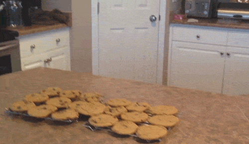 Dog Reaching Cookies GIF