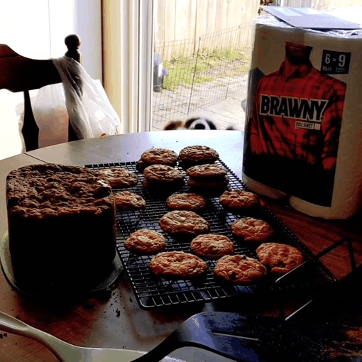 Dog Reaching Cookies GIF