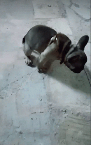 Dog Releasing Poop And Smelling It GIF
