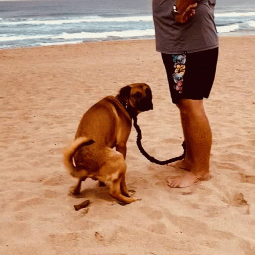 Dog Releasing Poop On The Beach GIF