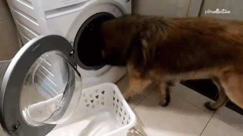 Dog Removing Laundry GIF