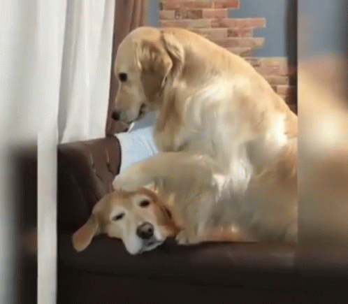 Dog Retriever Dogs Pet Hugging GIF