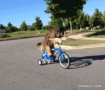 Dog Riding Bike On The Road GIF