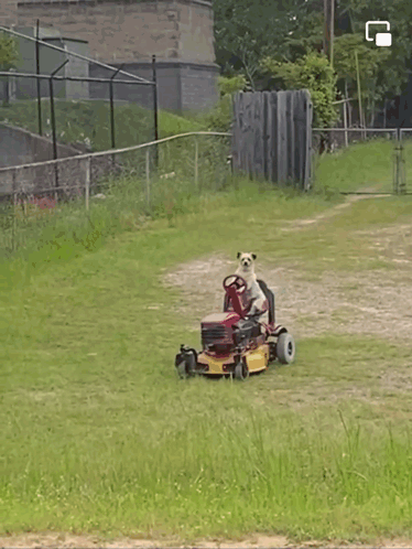 Dog Riding Grass Mower GIF