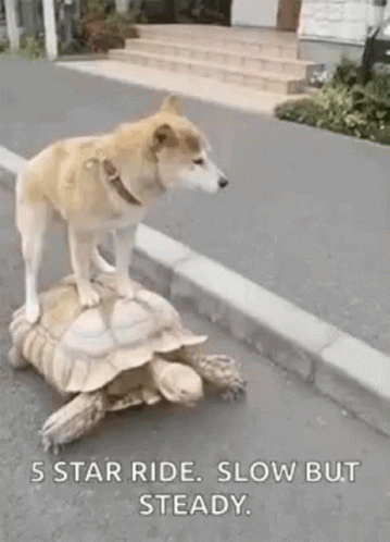 Dog Riding on Turtle on Street