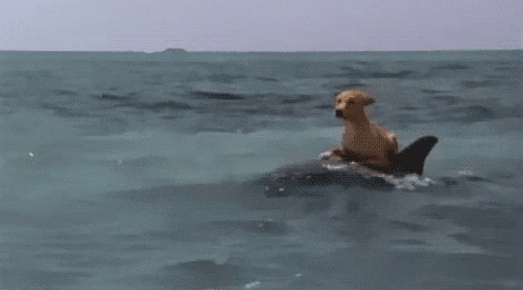 Dog Riding Shark in Ocean
