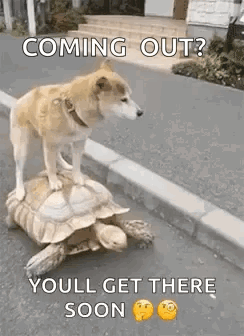 Dog Riding Turtle on Street