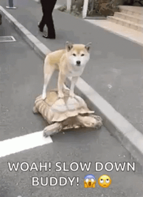 Dog Riding Turtle Slow Down Buddy GIF