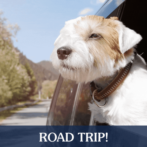 Dog Road Trip GIF