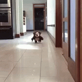 Dog Running In Bear Costume GIF