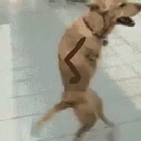 Dog Running On His Leg GIF