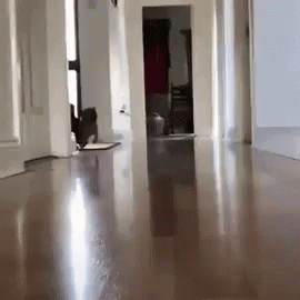 Very Excited Dog Running GIF