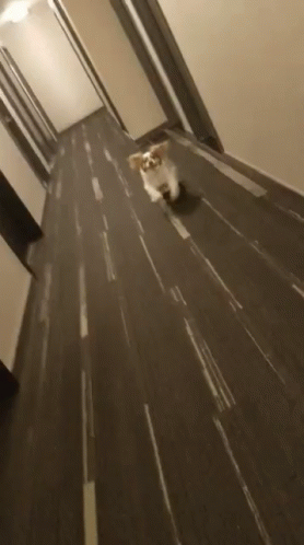 Dog Running Slid On The Floor GIF