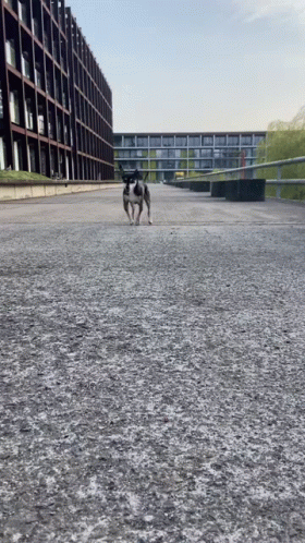 Dog Running Cheerfully GIF