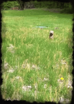 Dog Running In The Bushes GIF