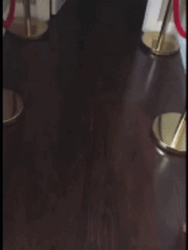 Dog Running Fall On The Stairs GIF