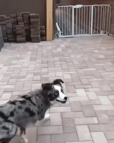 Dog Running From Home GIF
