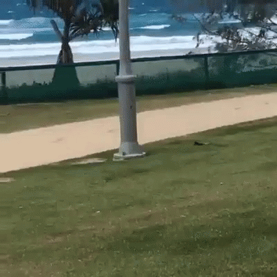 Dog Running Towards The Fence GIF