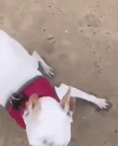 Dog Running Enjoying The Shore GIF