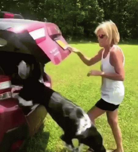 Dog Running Jumped On The Lake GIF