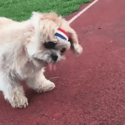 Dog Running Slowly On The Track GIF