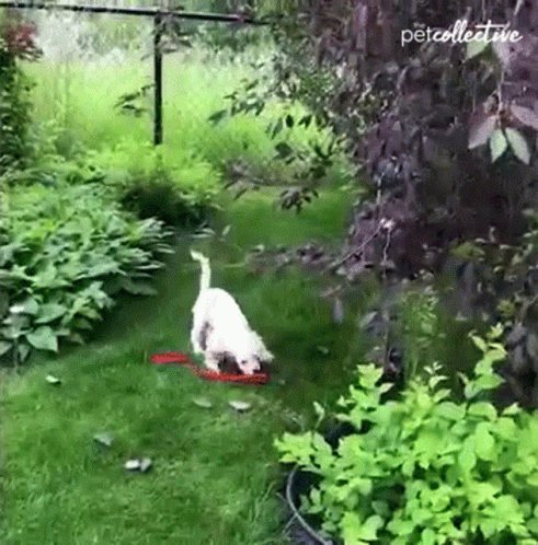 Dog Running In The Garden GIF