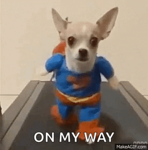 Dog Running On A Threadmill GIF