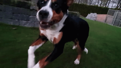 Dog Running On The Fields GIF