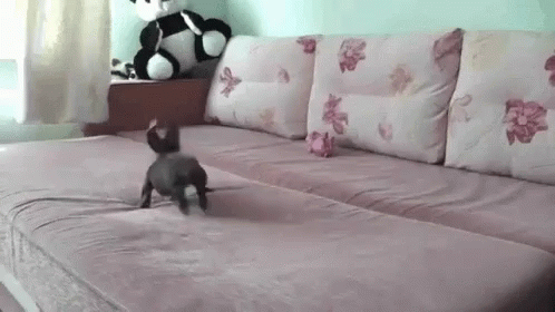 Tiny Dog Running On The Bed GIF
