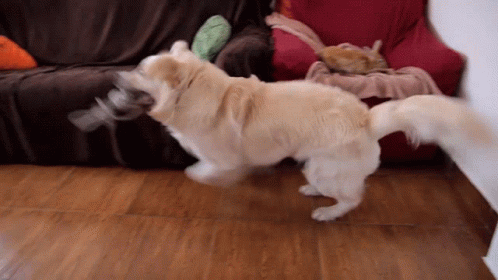Dog Running In The Living Room GIF