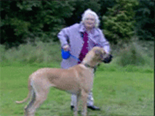 Dog Running Dragged The Old Woman GIF