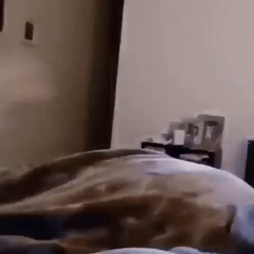Dog Running Fast On The Room GIF
