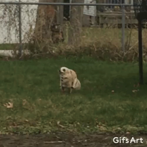 Dog Running Away From The Neighbor GIF