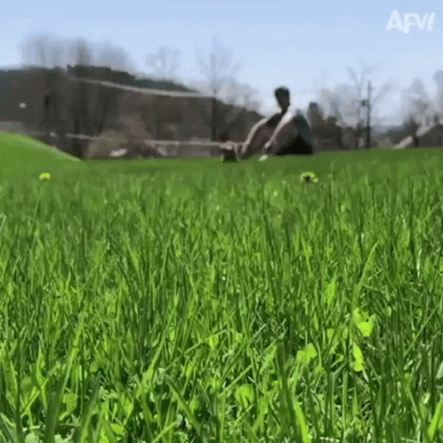 Extremely Happy Dog Running In The Grasses GIF