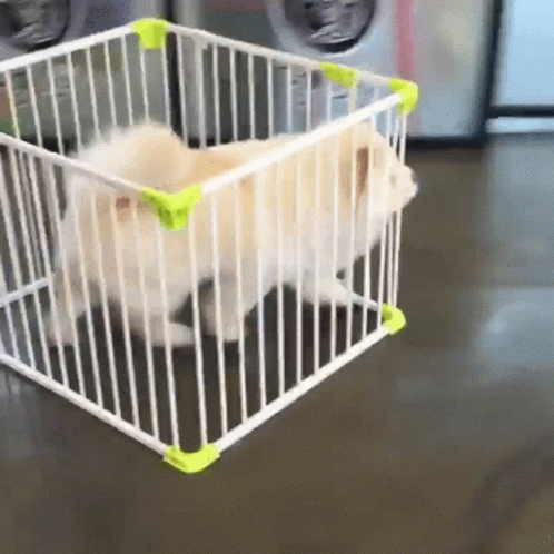 Dog Running His Cage GIF