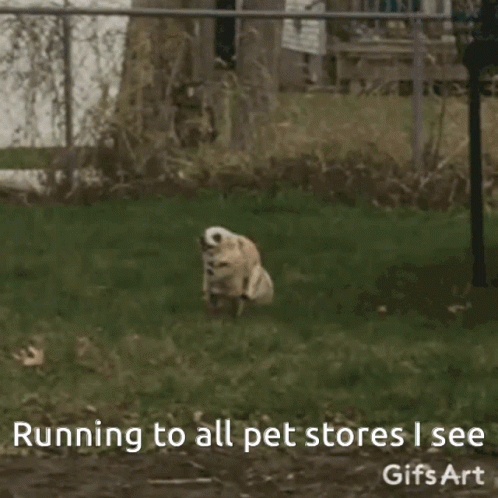 Me Like A Dog Running To All Pet Store GIF