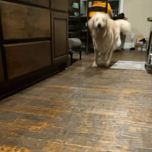 Golden Retriever Dog Running GIF